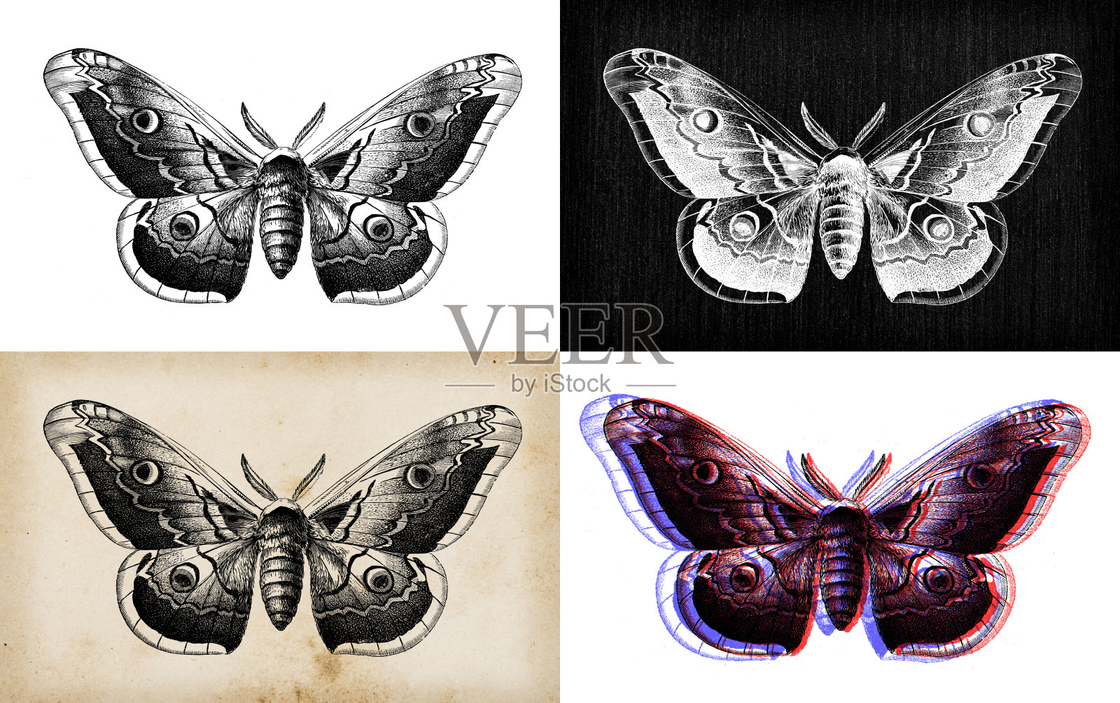 古董动物插图:萨图尼亚皮炎，巨型孔雀蛾插画图片素材