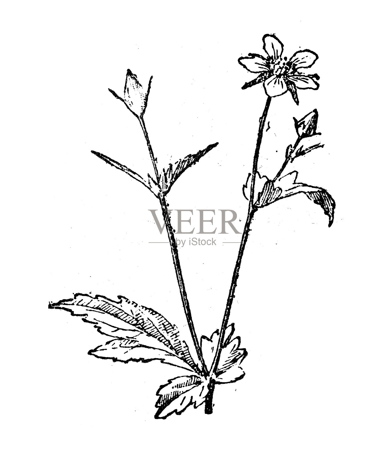 古董插图:琴、埃文斯设计元素图片