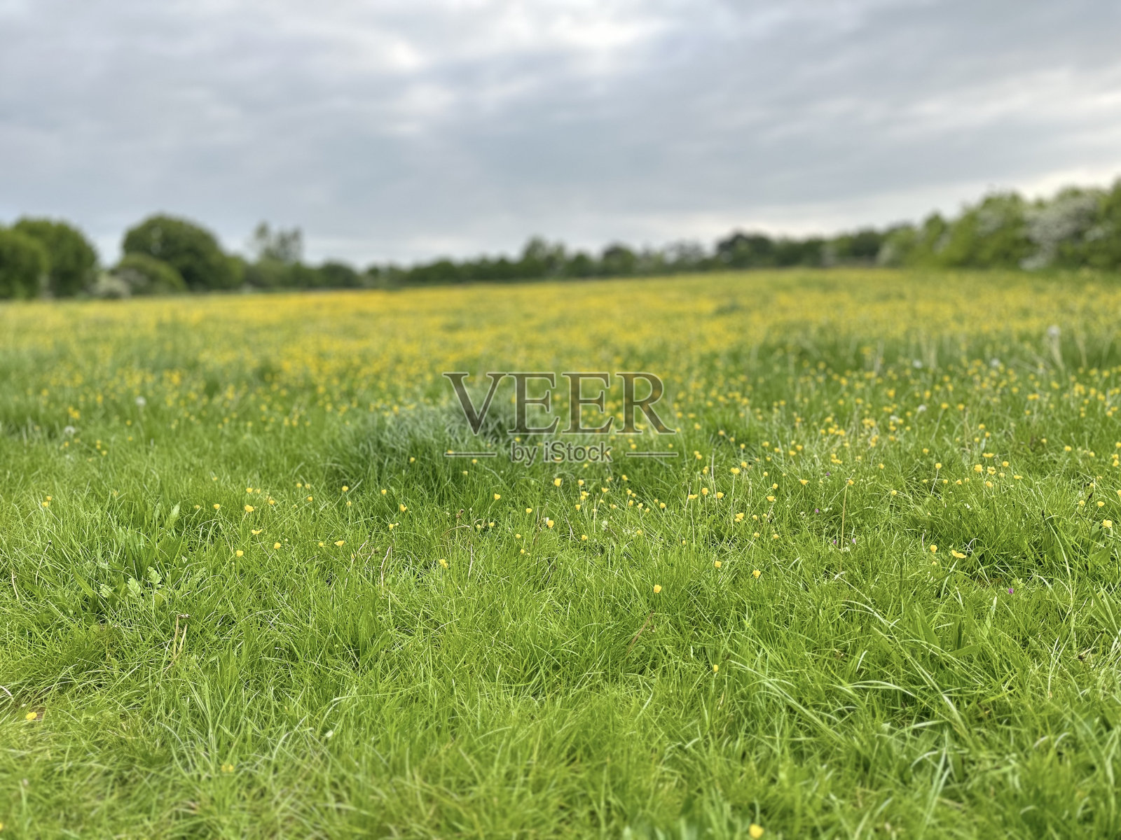 家的绿草绿照片摄影图片
