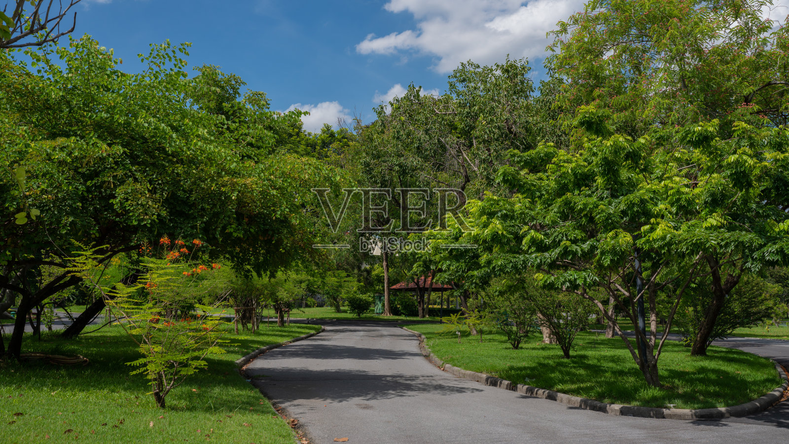 新的道路和美丽的树木轨道跑步或步行和自行车在公园放松。照片摄影图片