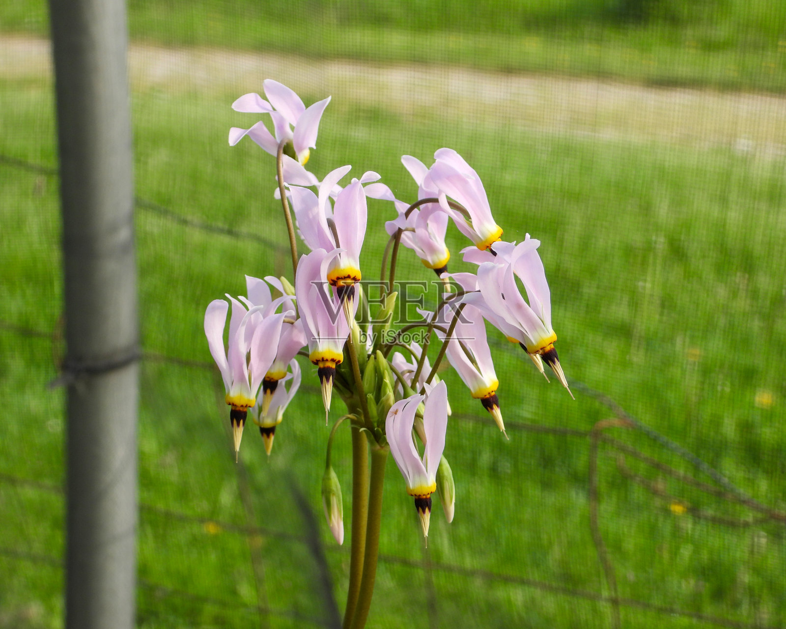 十二项全能媒体(草原流星)本土北美草原野花照片摄影图片