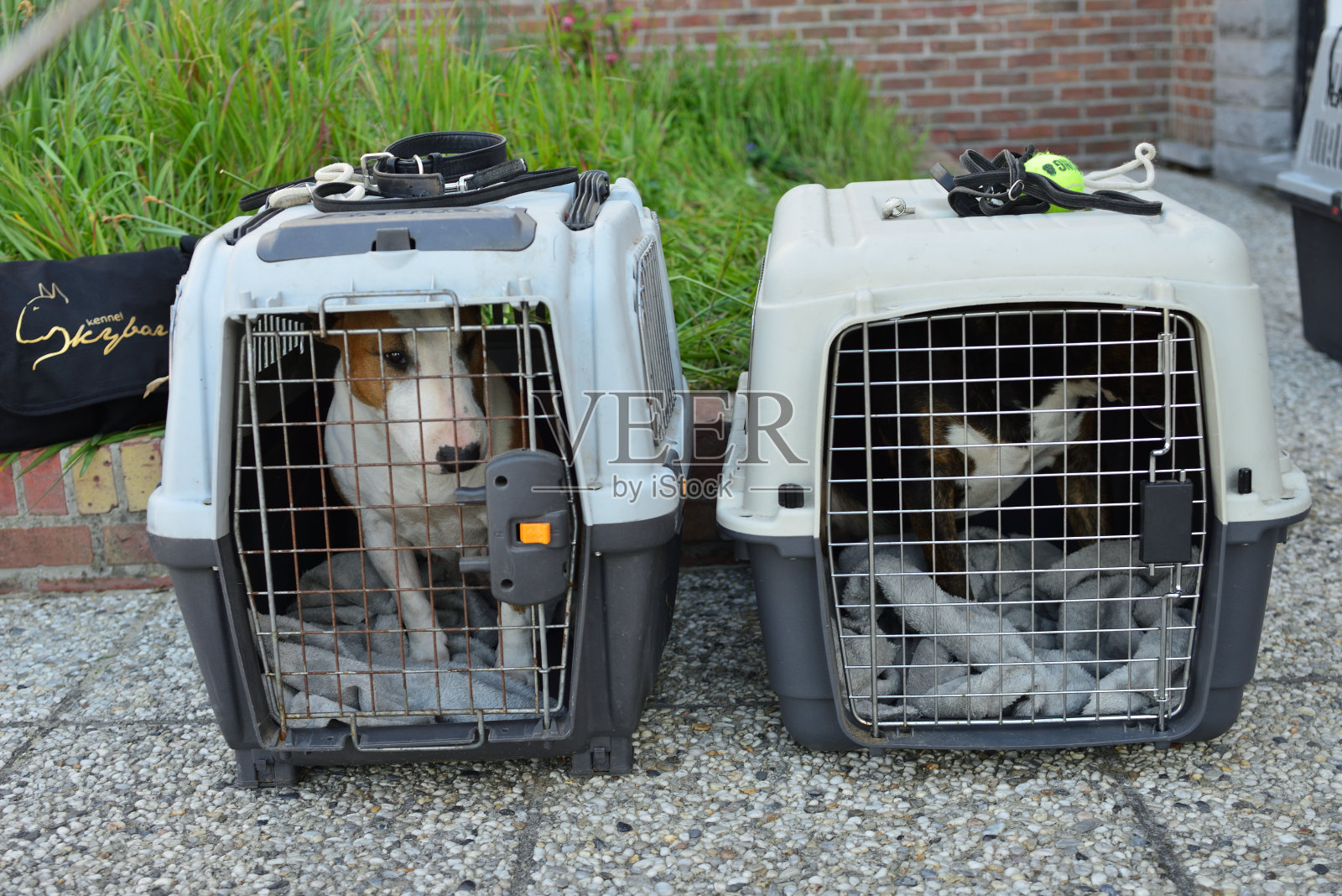 两只狗在一个可移动的笼子里照片摄影图片