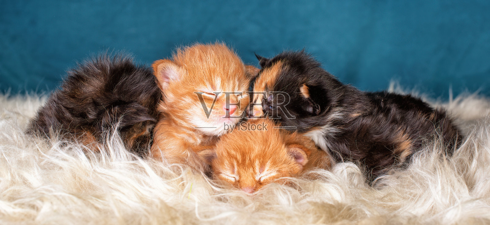 新出生的红黑缅因猫。照片摄影图片