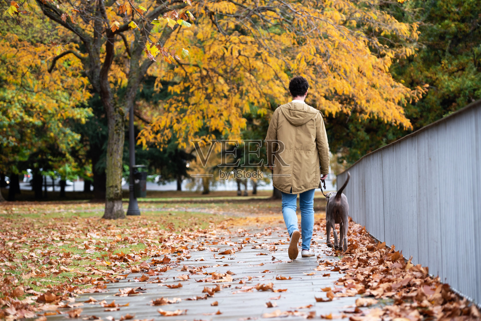 秋天，一个年轻人在公园里遛狗照片摄影图片