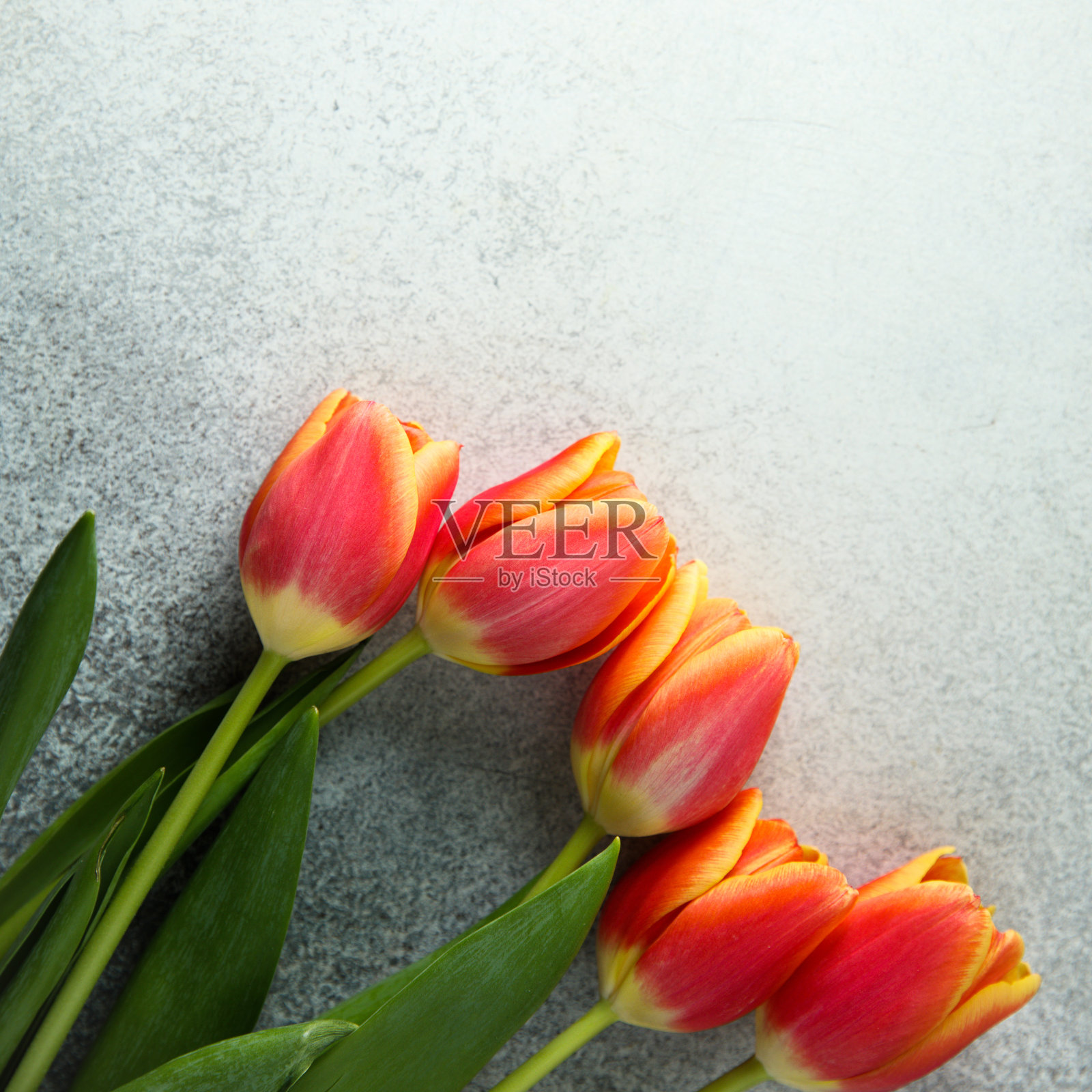 郁金香照片摄影图片