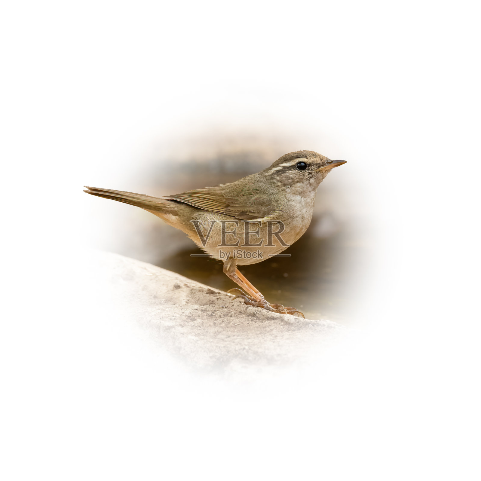 这只栖息在盆地附近的林莺遥望远方照片摄影图片