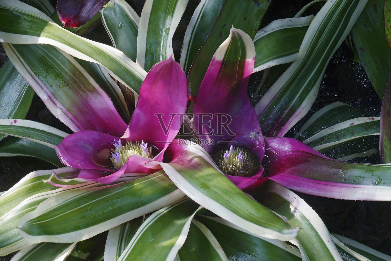 特写图像的腮红凤梨植物在开花照片摄影图片