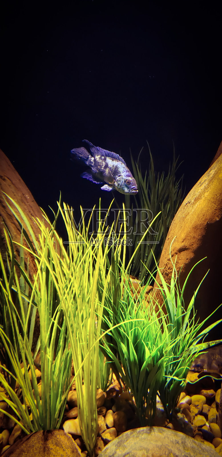 鸟类和鱼类照片摄影图片