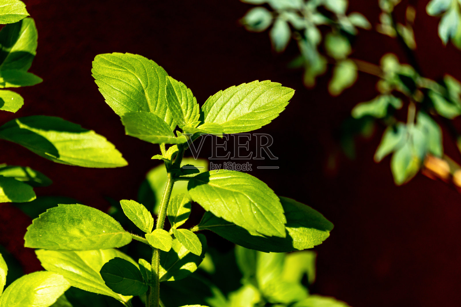 绿色的树叶照片摄影图片