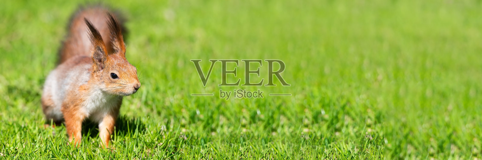 红松鼠坐在草地上。照片摄影图片