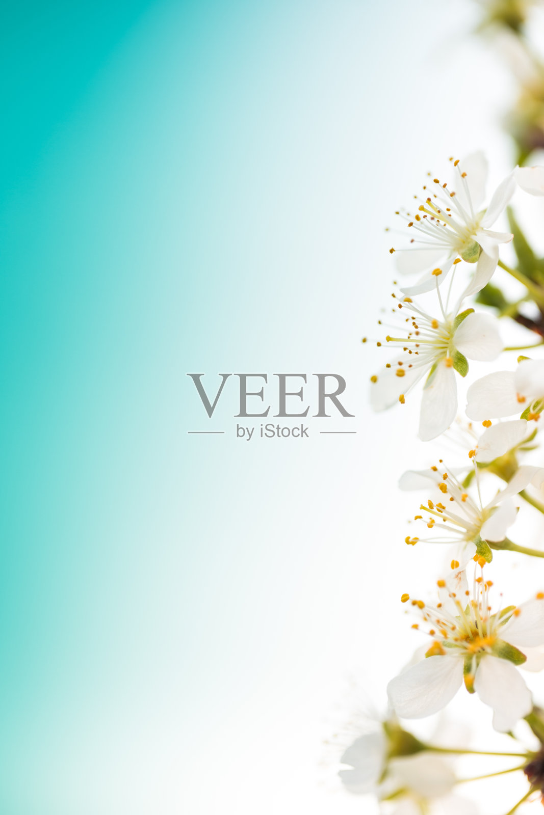 春季背景图片照片摄影图片