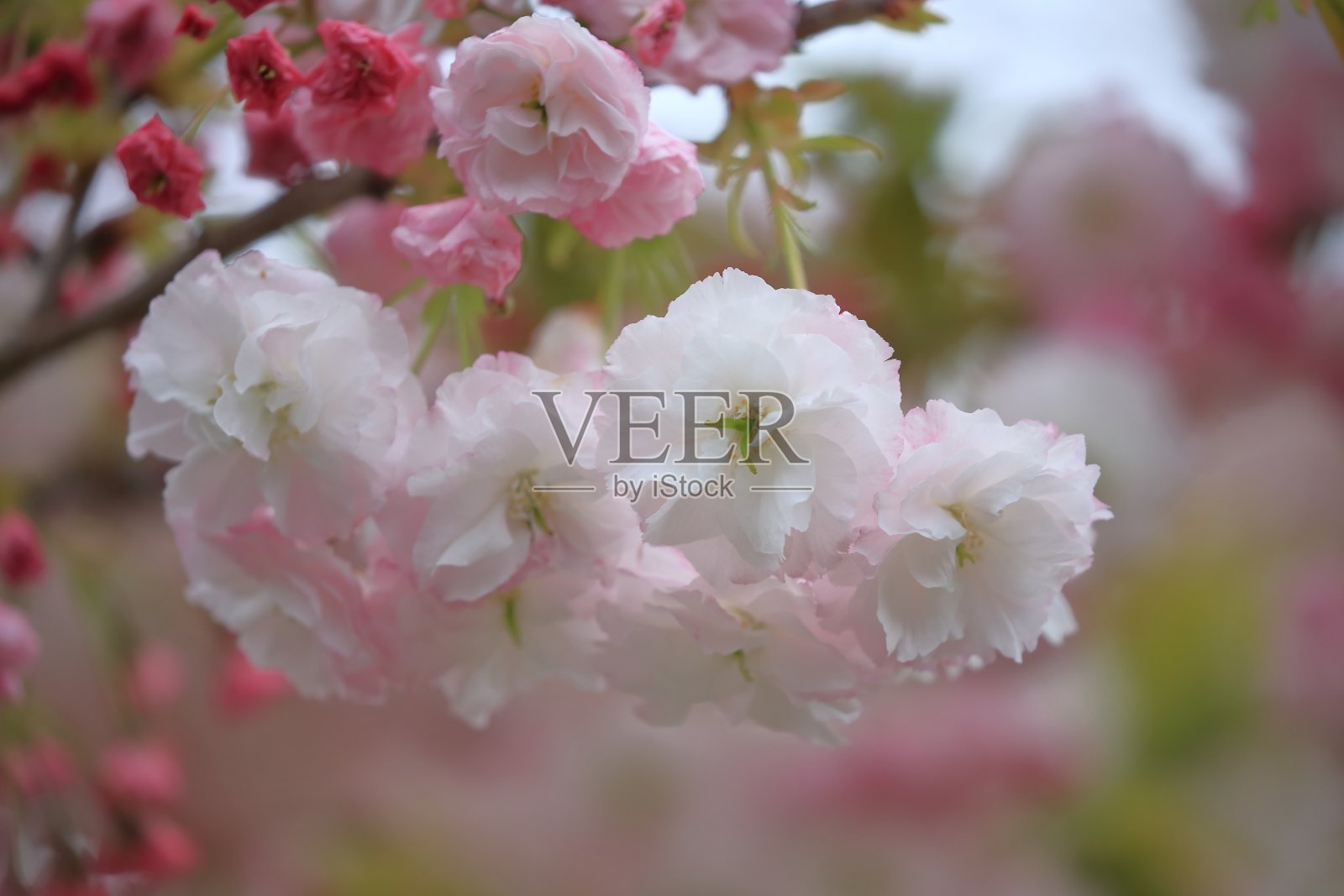 李属Shirofugen照片摄影图片