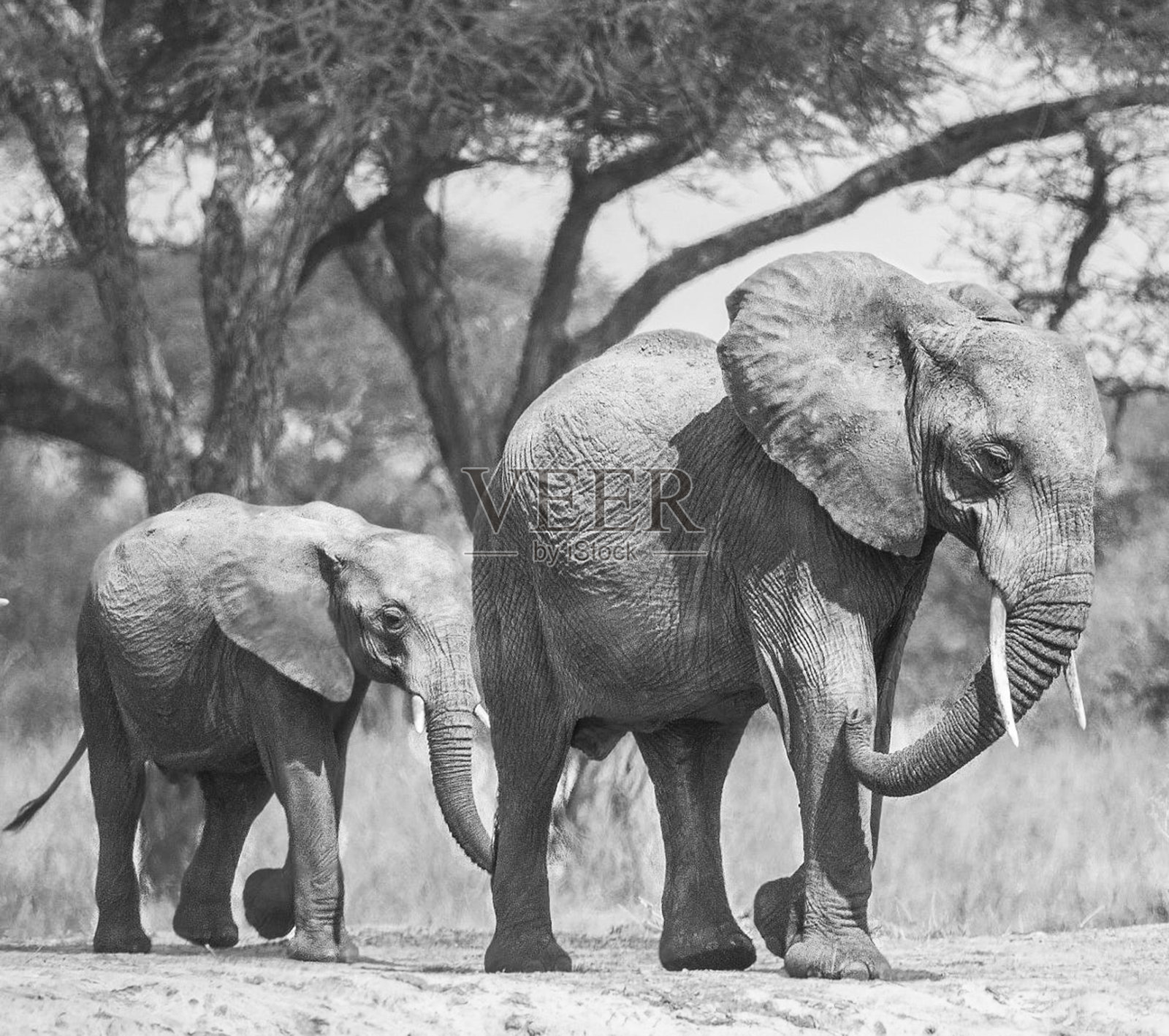美丽的野生动物图片照片摄影图片
