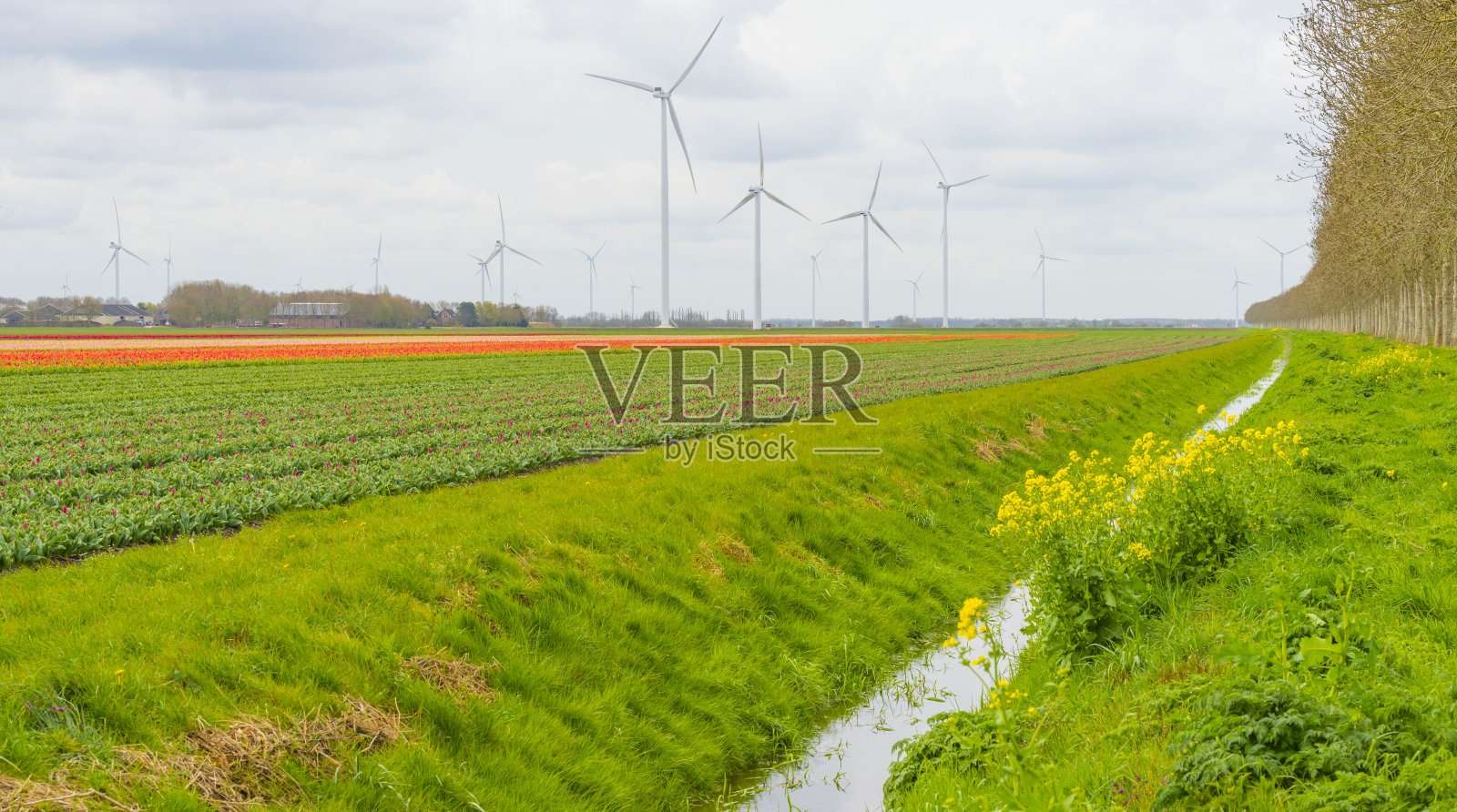 春天，蓝天白云下，阳光下农田里五颜六色的郁金香照片摄影图片