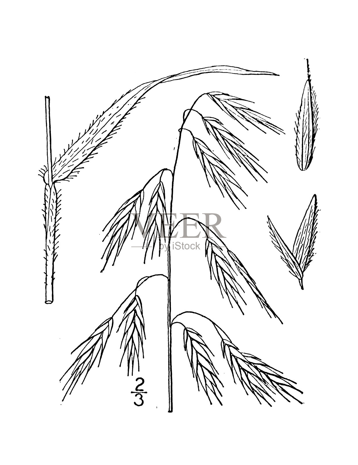 古董植物学植物插图:Bromus Kalmii, Kalm的象棋插画图片素材