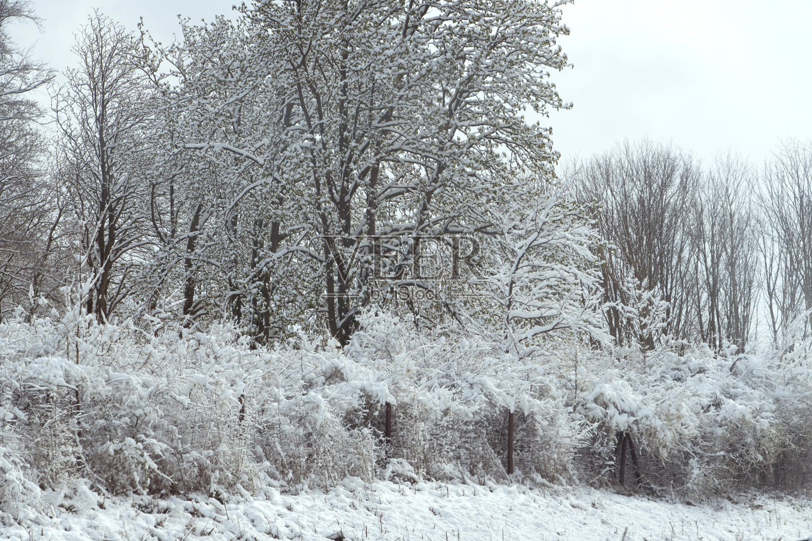 白色的冬景照片摄影图片