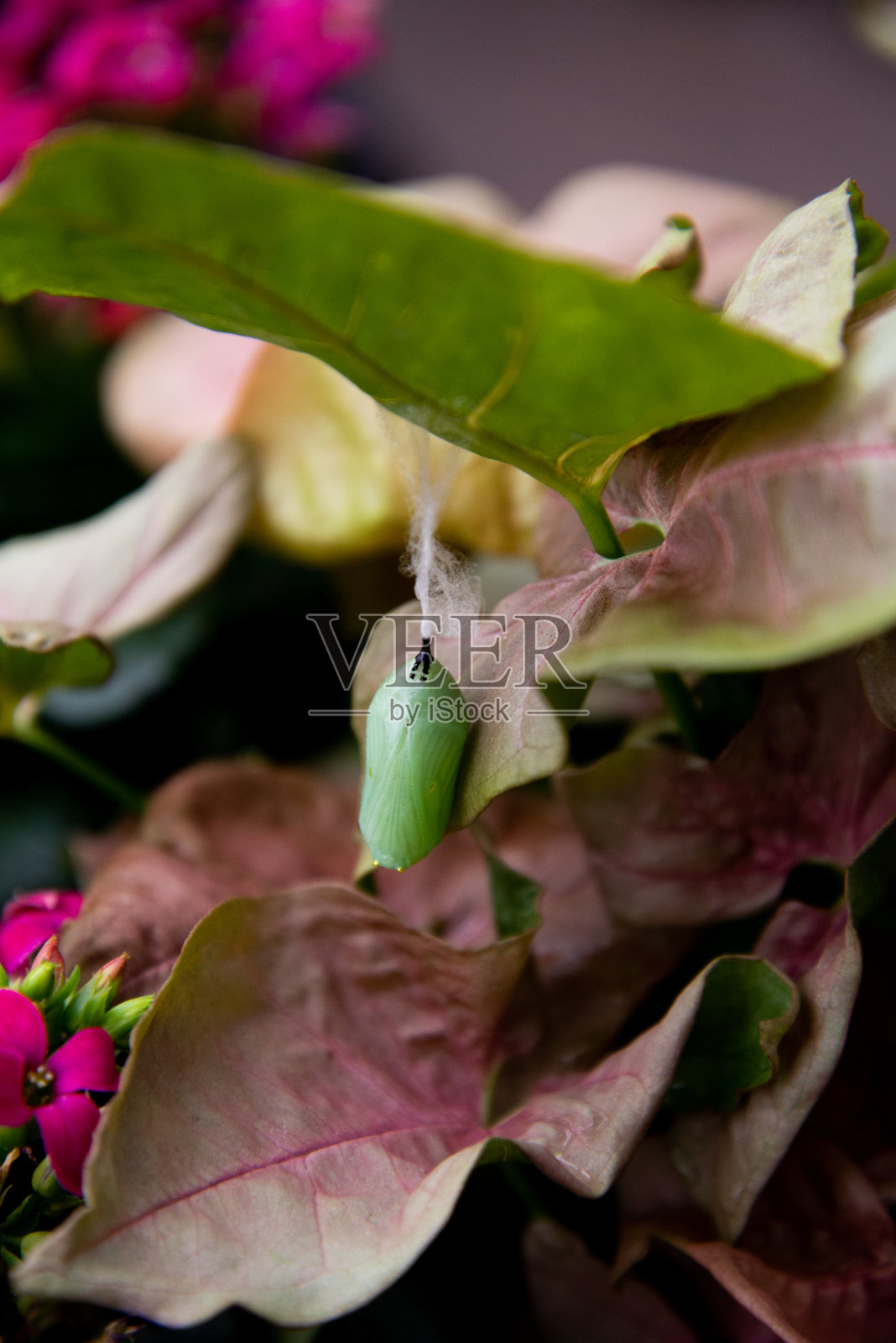 自然之美照片摄影图片