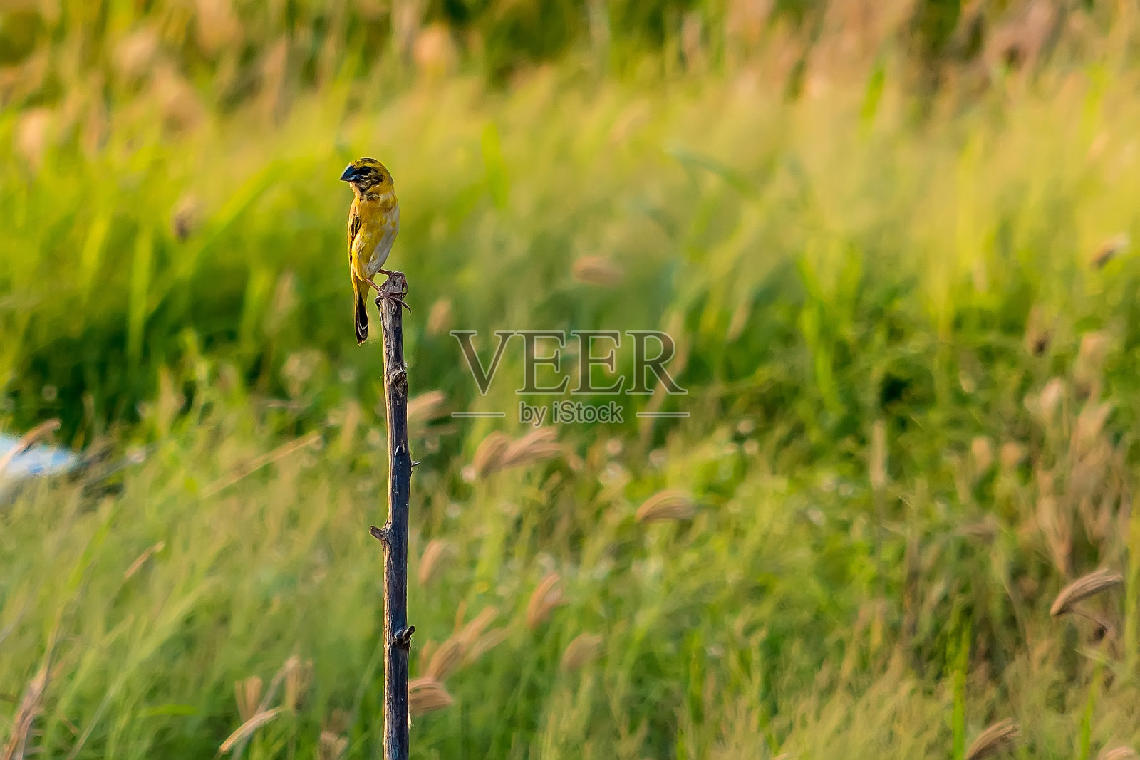又小又可爱的小鸟站在树枝上照片摄影图片