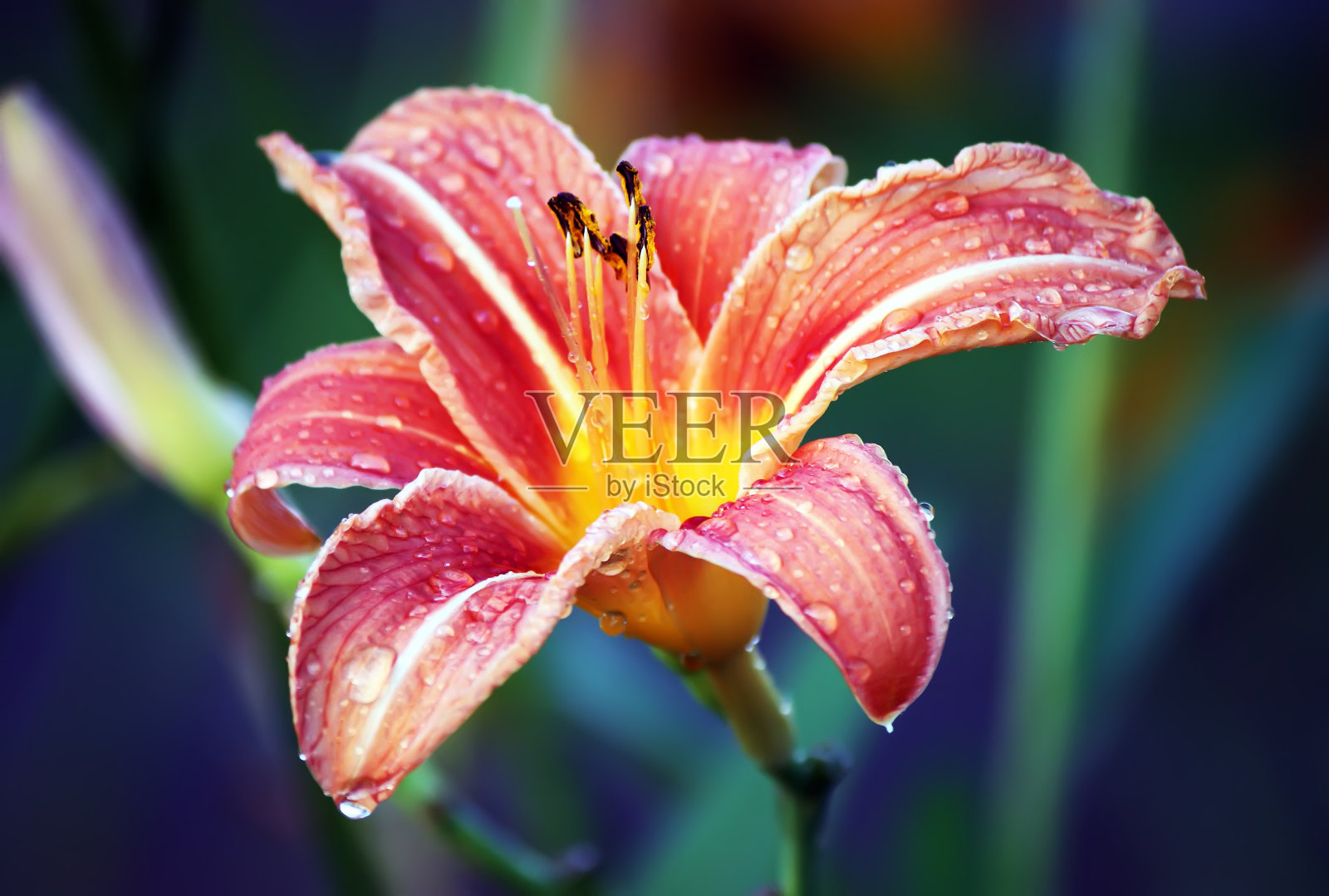 橙色的金针菜。照片摄影图片