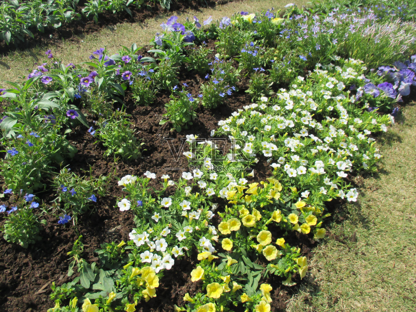 美丽的矮牵牛花，鲜艳的黄色，白色和紫色在春天的花坛里盛开照片摄影图片