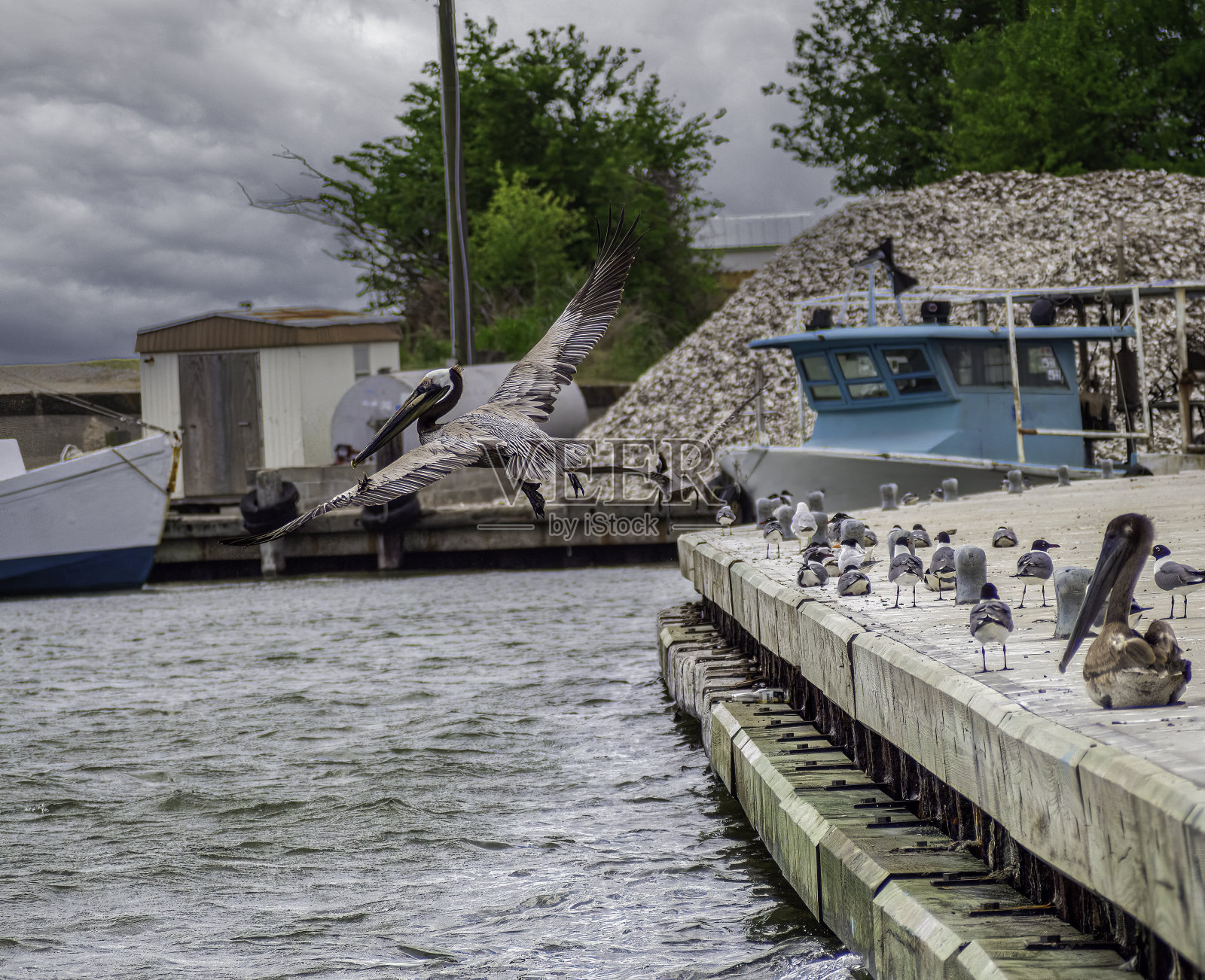 两只鸟从码头飞走了照片摄影图片