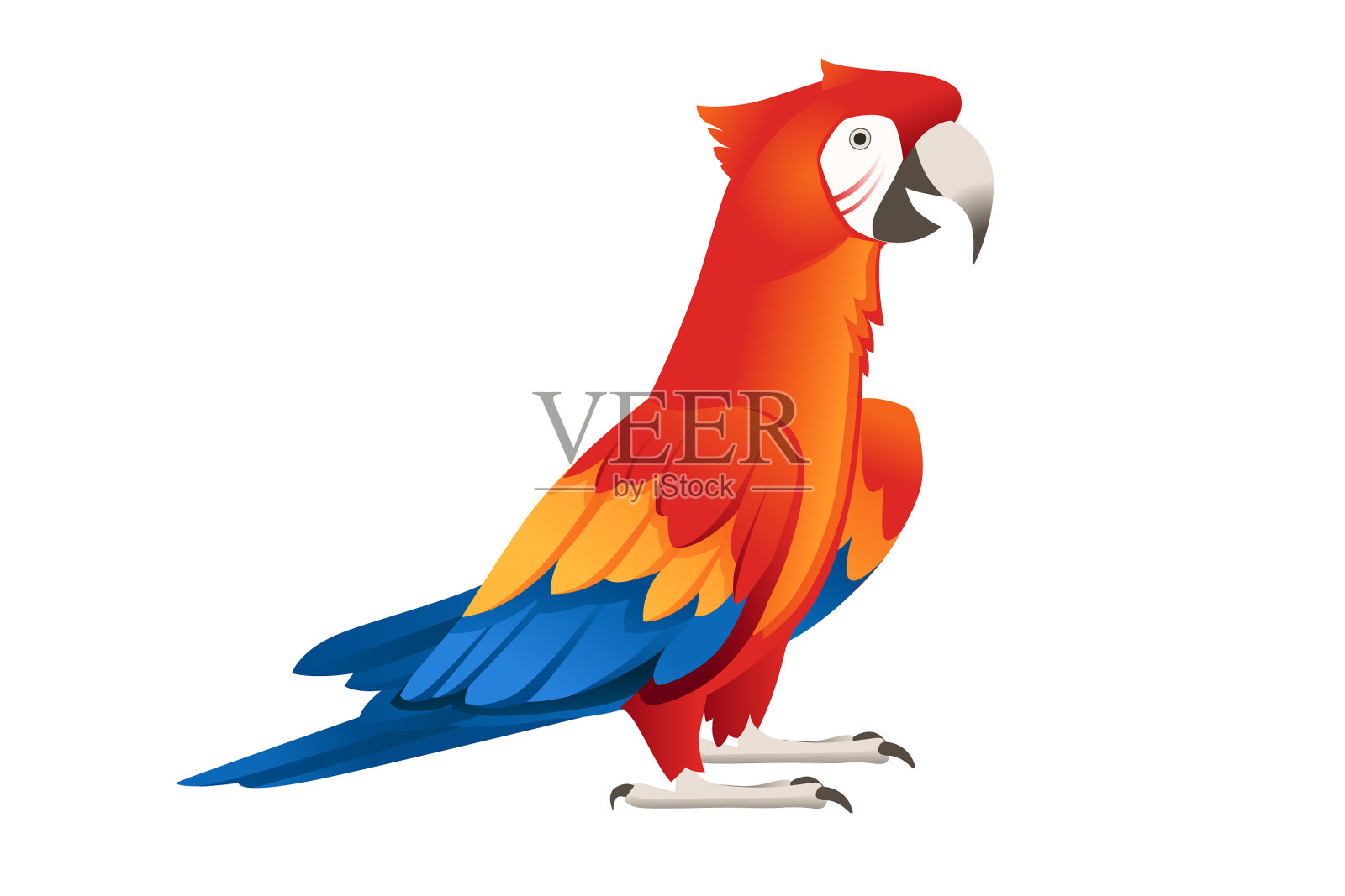 成年鹦鹉红绿金刚鹦鹉ara站立插画图片素材