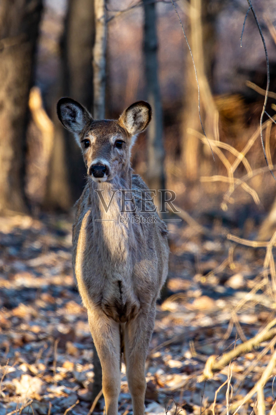 4月，白尾鹿(odocoileus virginianus)站在威斯康星州的森林里照片摄影图片