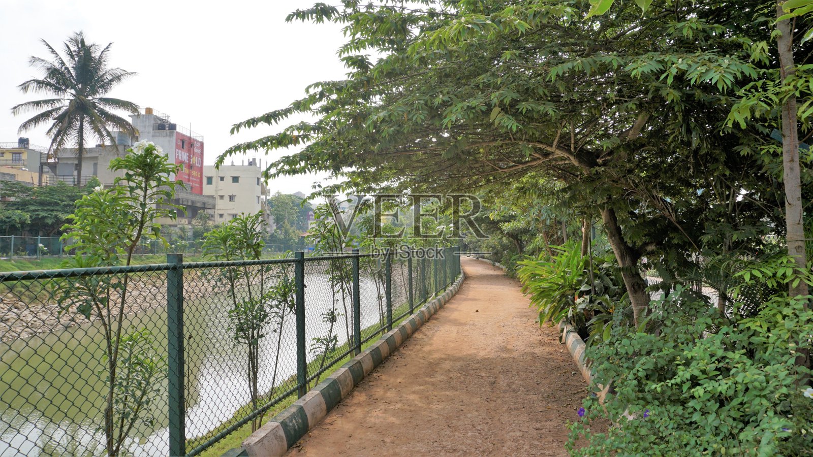 BBMP Kalena Agrahara湖的美丽景色。占地七英亩,有淡水,茂密的绿色湖泊。照片摄影图片