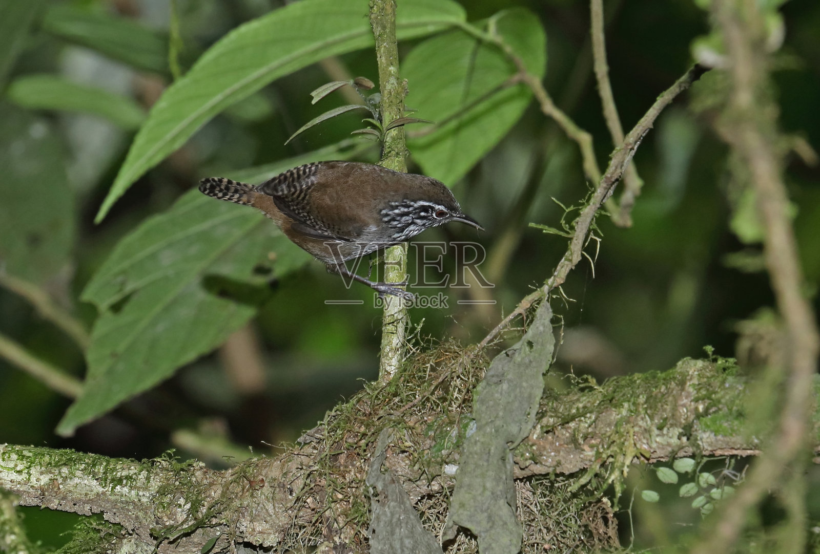 Stripe-breasted雷恩照片摄影图片