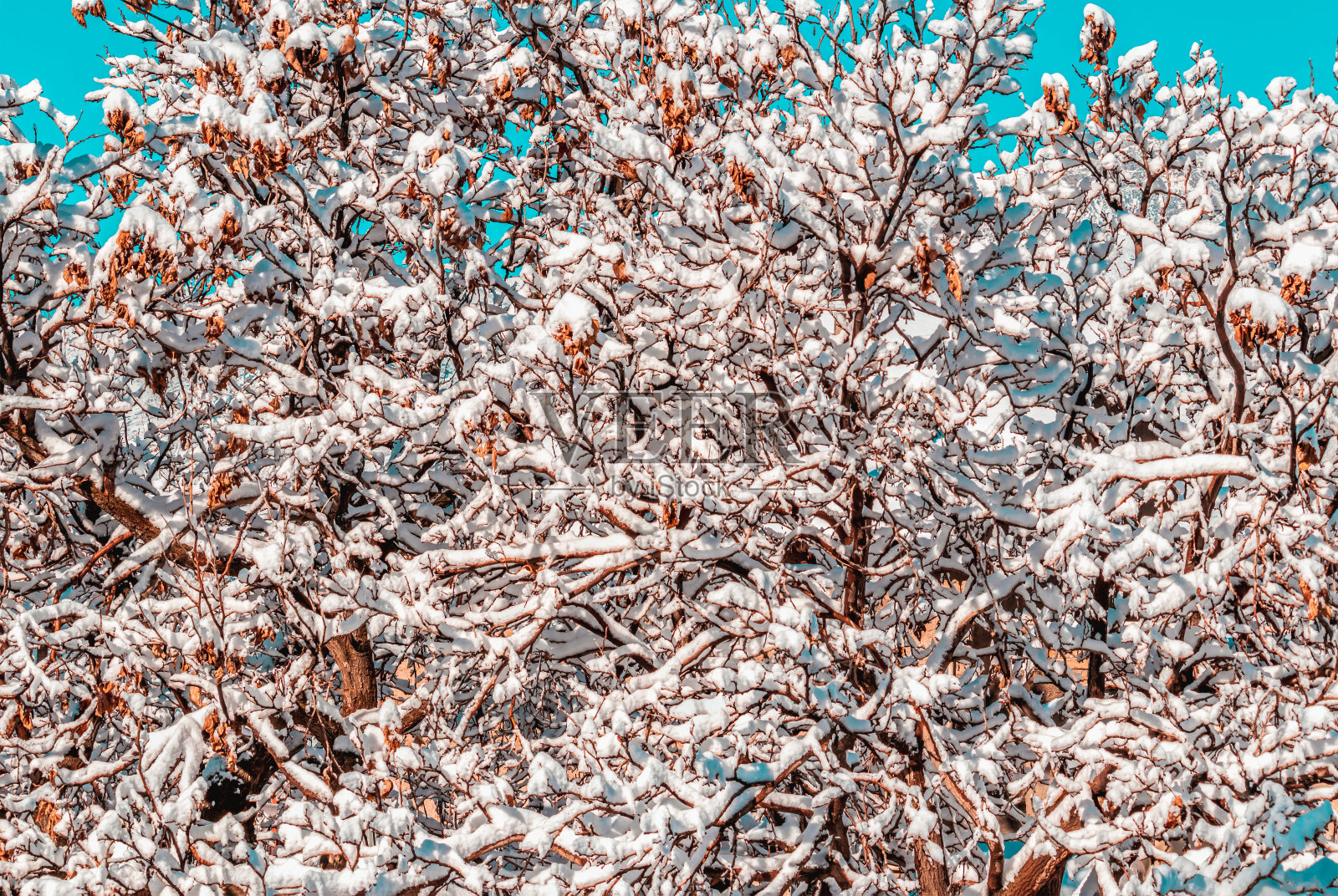 树枝上覆盖的冰雪照片摄影图片