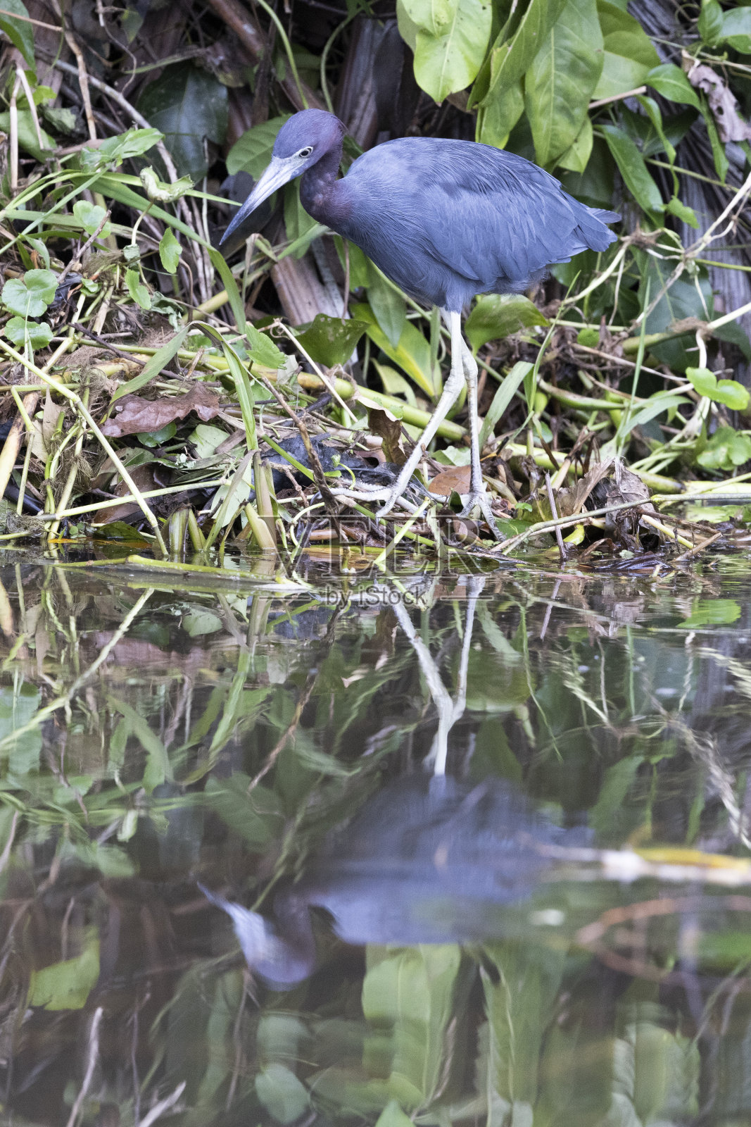 自然环境中的野生动物照片摄影图片