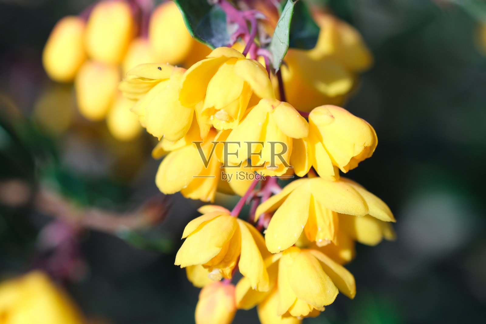 黄花鼠尾草宏近，选择性聚焦。在绿叶中间有黄花的小檗枝条的特写照片摄影图片