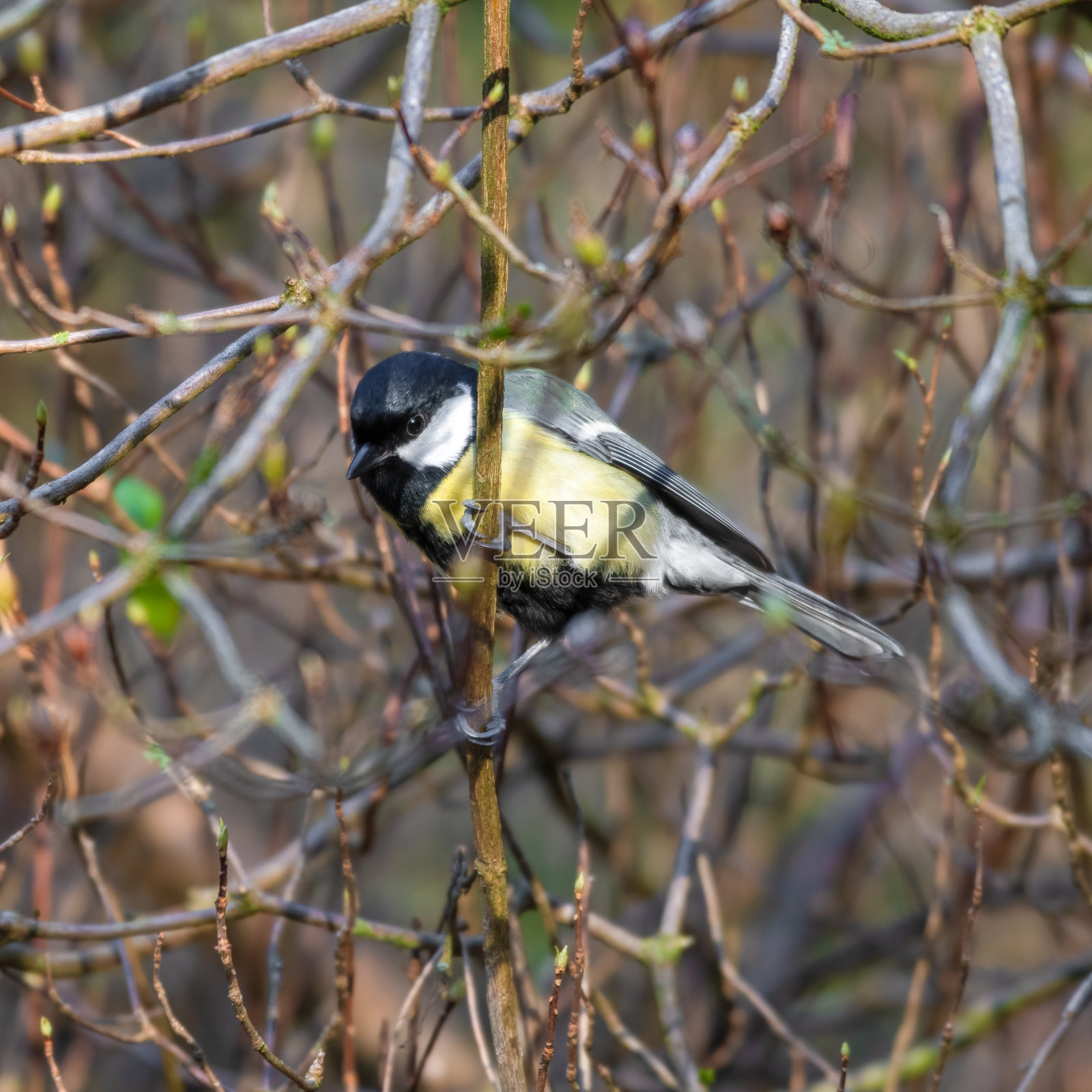 大山雀照片摄影图片