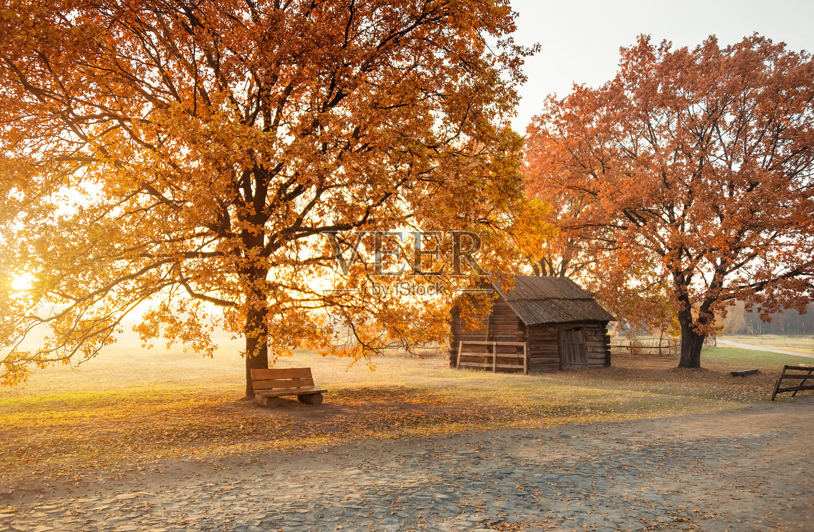 树下的旧木谷仓和长凳照片摄影图片