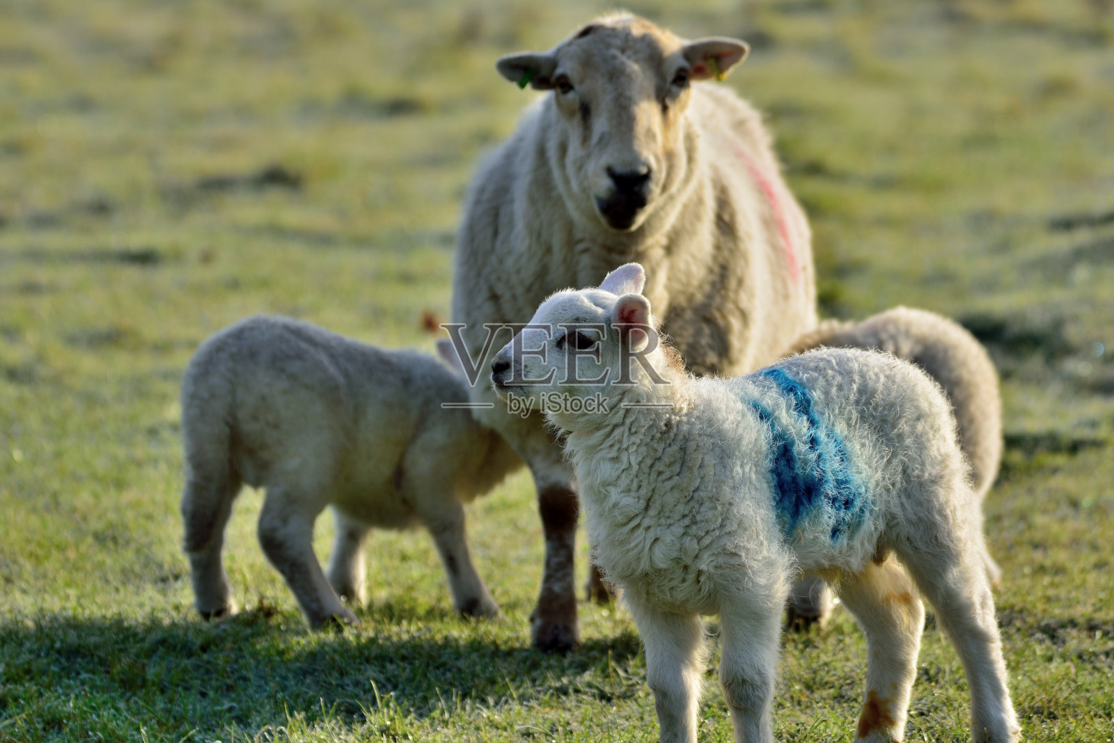 母羊和小羊羔在田野里照片摄影图片