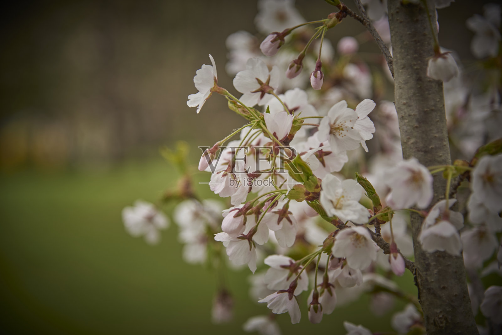 樱花照片摄影图片