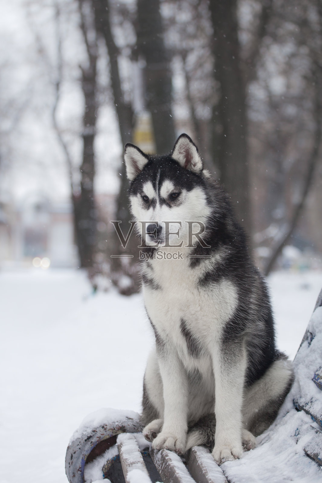 美丽的西伯利亚哈士奇在一个下雪的公园照片摄影图片