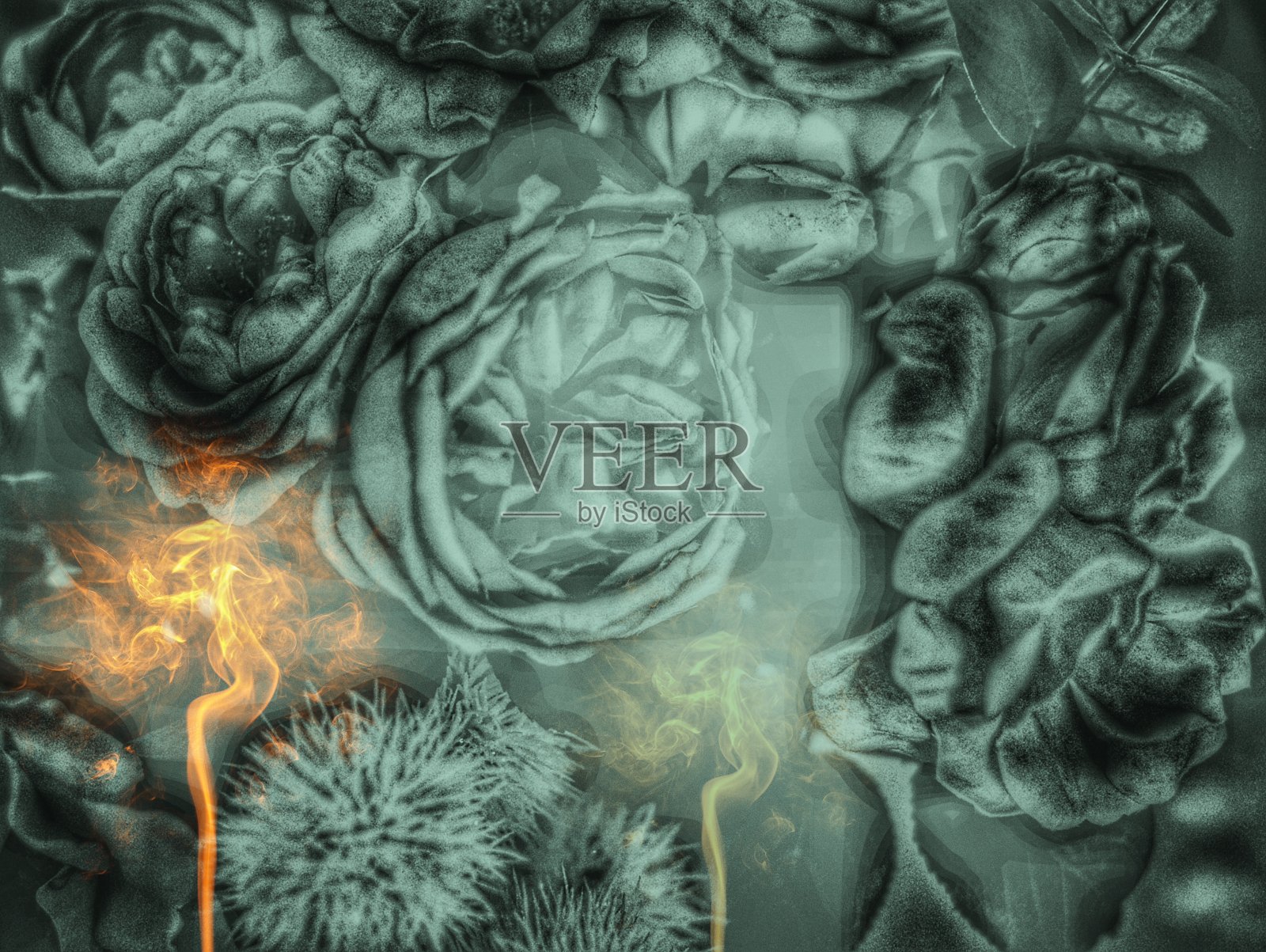 花照片摄影图片