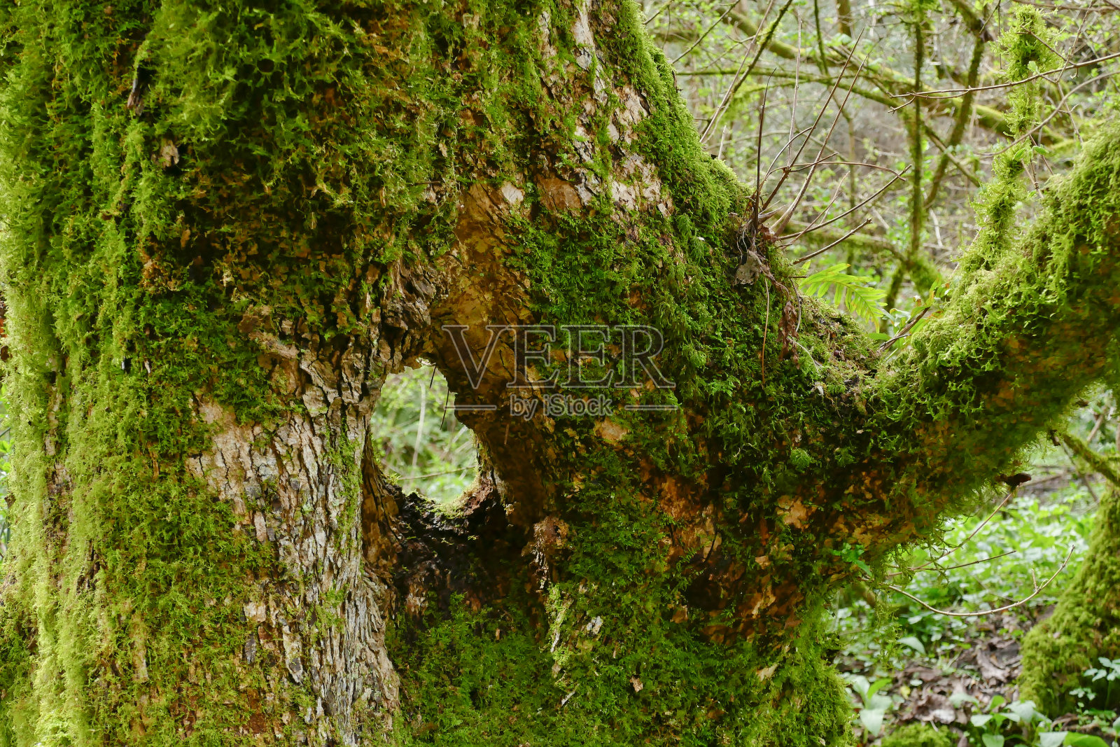在巴巴拉诺罗马诺和布莱拉之间的别达诺山谷，帕尔之路。Marturanum地区公园照片摄影图片