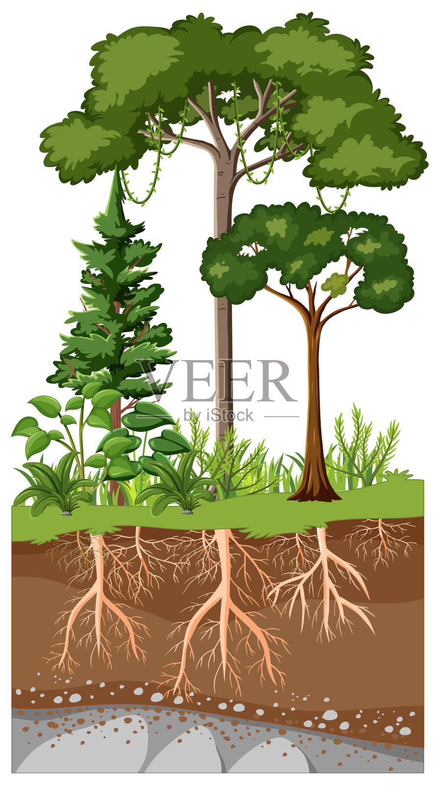 植物及其根的科学教育插画图片素材