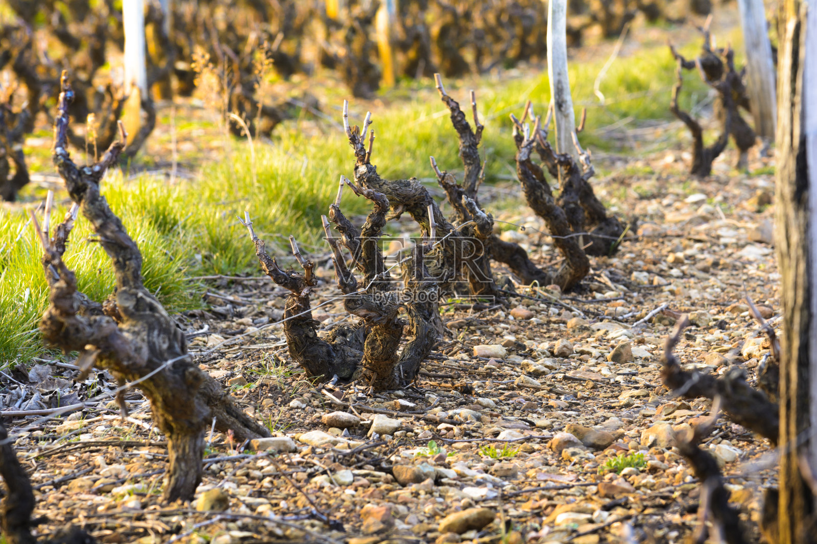 春天的博若莱葡萄园照片摄影图片