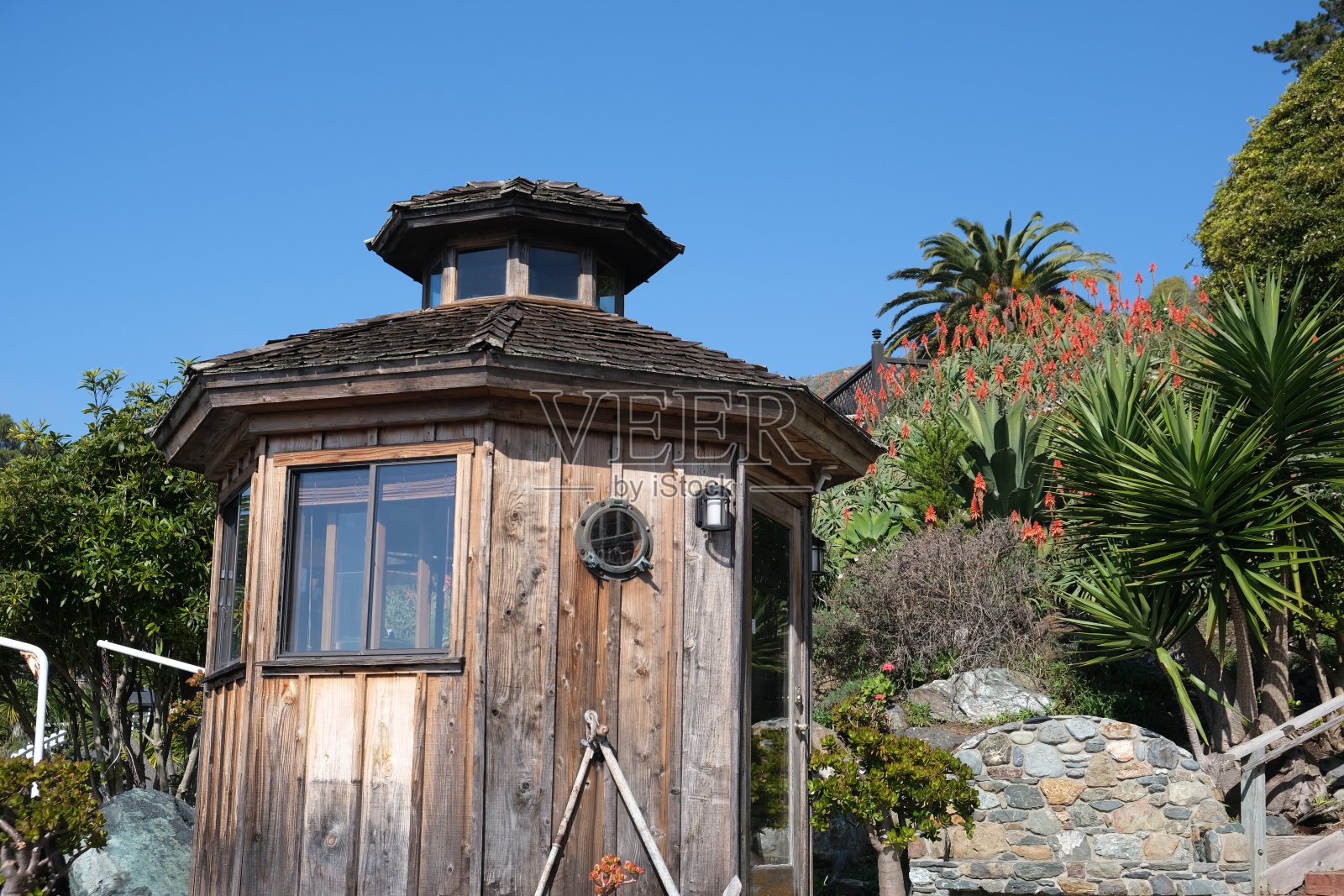 盛开的芦荟植物生长在山坡上照片摄影图片