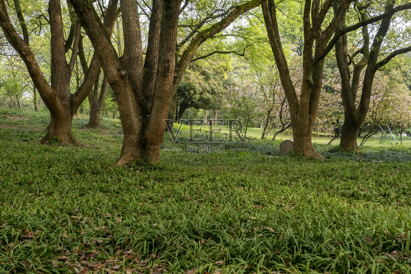 森林照片摄影图片