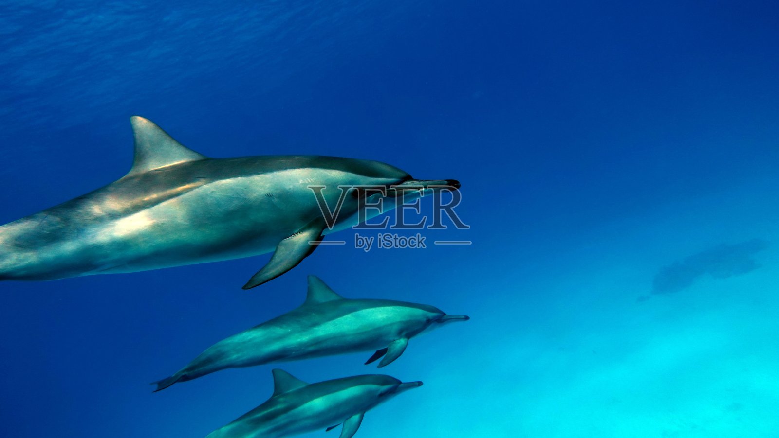 海豚，飞旋海豚照片摄影图片