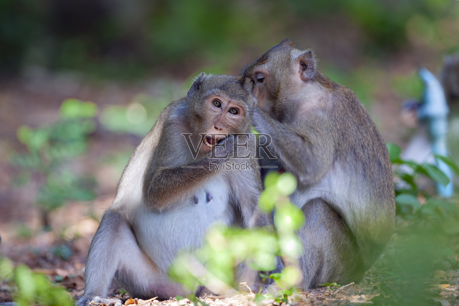 猕猴在其自然栖息地的特写。来自东南亚的猴子。在柬埔寨拍摄照片摄影图片