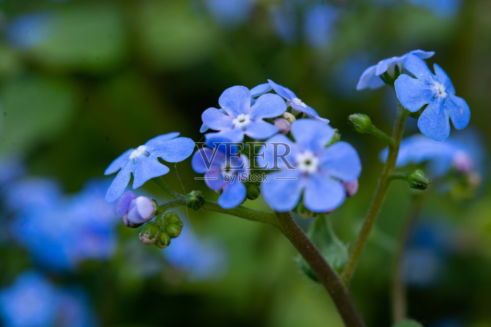 百花齐放，春天来了。盛开的蓝色小花。照片摄影图片