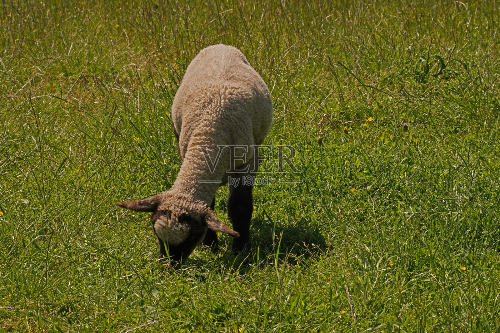 在北海的堤坝上牧羊照片摄影图片