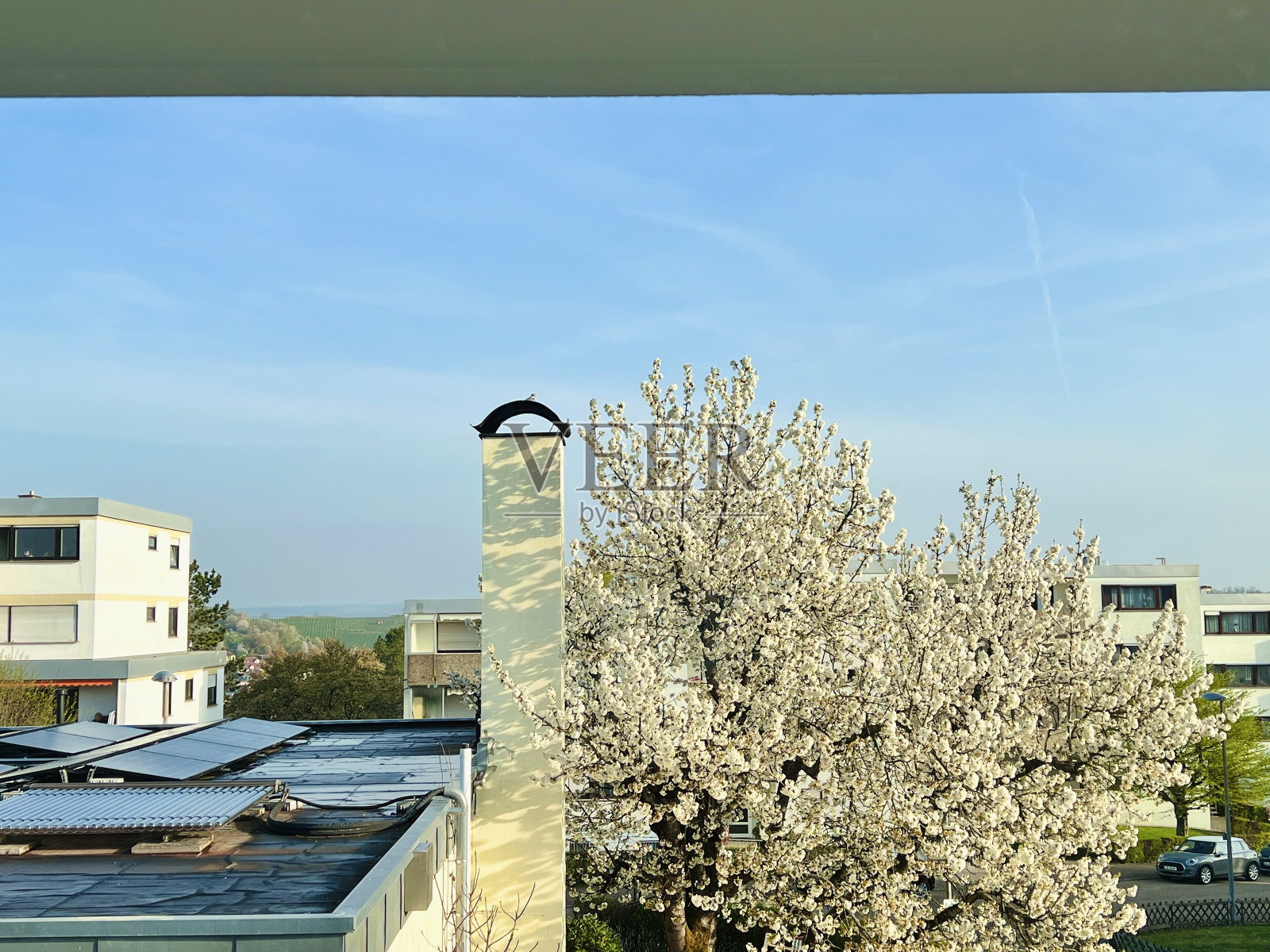 樱花照片摄影图片