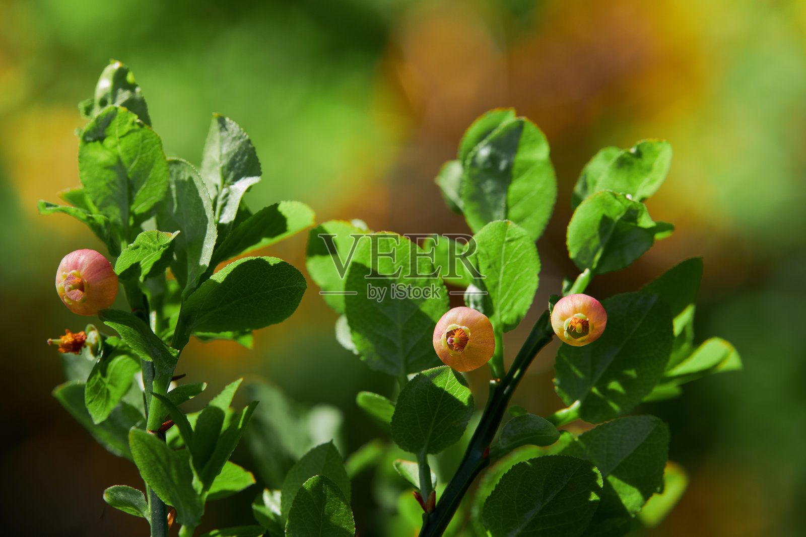 森林里盛开的蓝莓。照片摄影图片