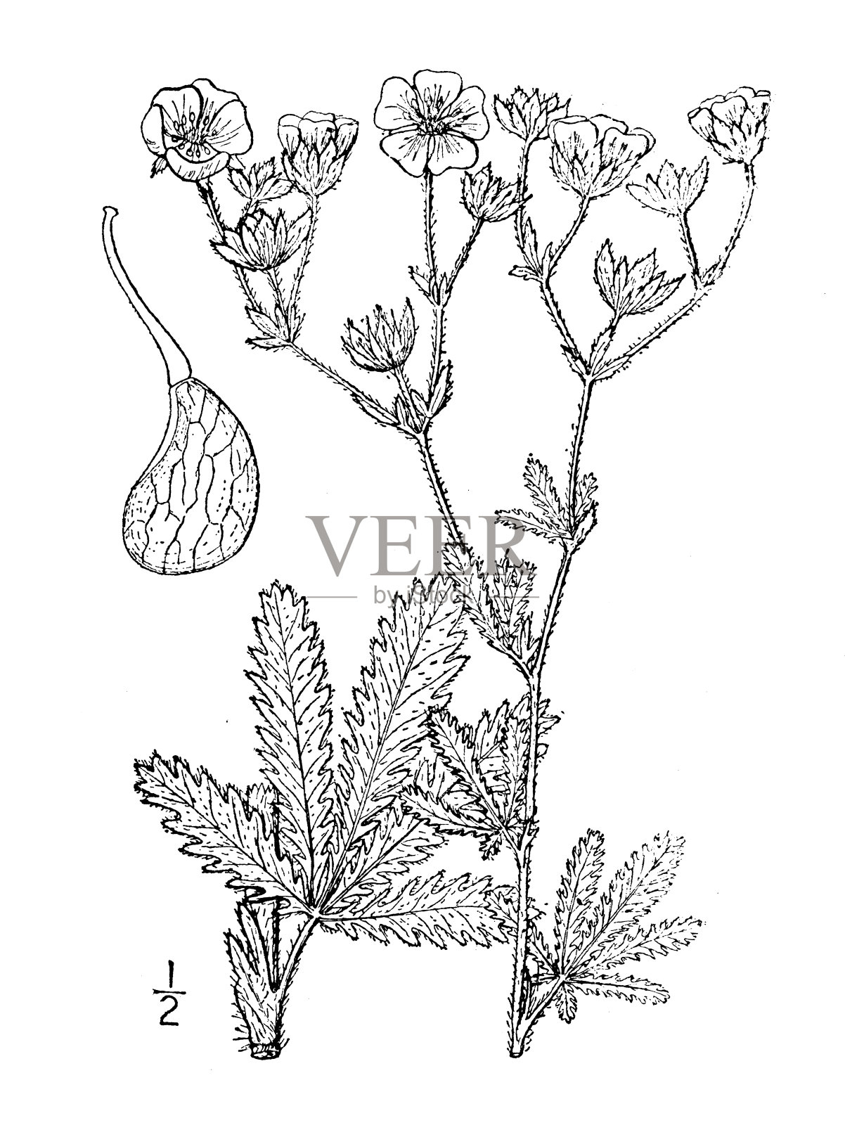 古植物学植物插图:翻白草、糙果插画图片素材